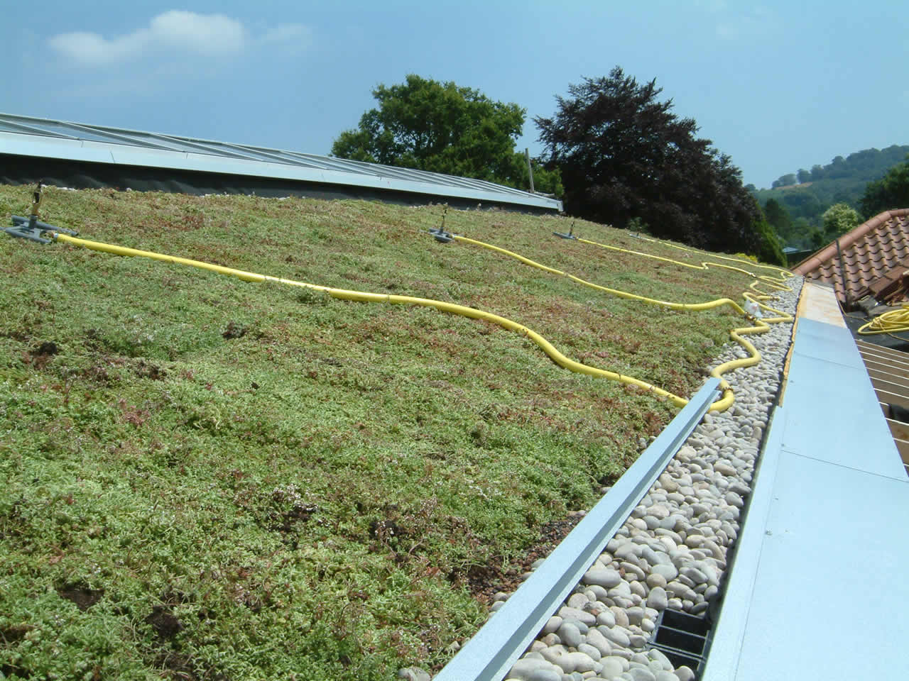 Sedum Roof